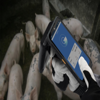 iData手持終端RFID設備在畜牧行業中，實現生豬管理盤點